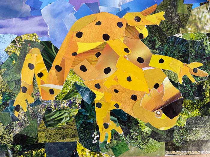 Wildlife student collage inspired by Megan Coyle