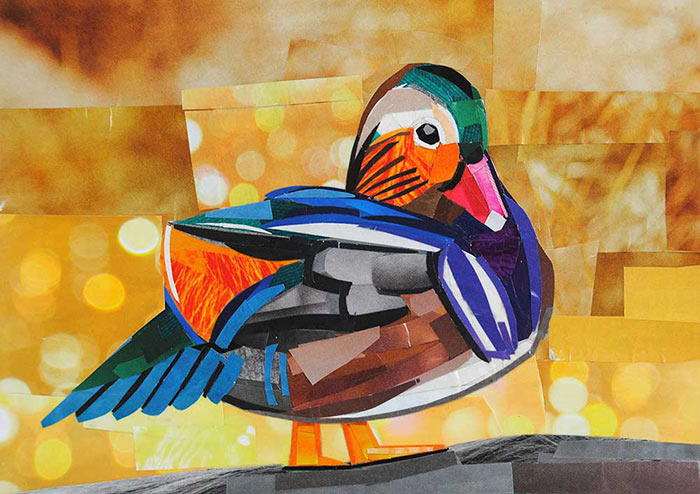 Mandarin Duck by collage artist Megan Coyle